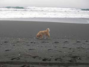 砂浜を歩く犬