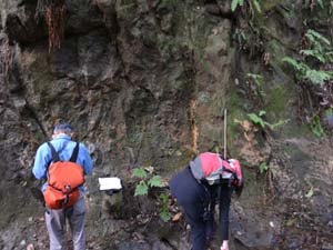 泥岩層に挟まれる軽石層や炭酸塩岩を観察