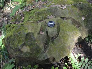 天園で見られた三日月型に空洞化したシロウリガイ化石