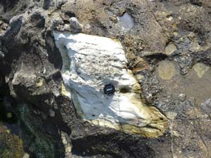 浦郷層の礫岩中に含まれるシルト礫