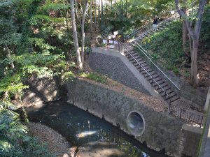 ゴルフ橋から矢沢川の上流側を望む。写真下側の排水口は逆川が矢沢川に合流する口である（世田谷区等々力 等々力渓谷）。