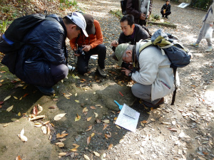 矢沢川左岸の足下に露出する、化石質な泥質砂岩層を観察する(世田谷区等々力 等々力渓谷)。
