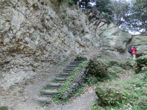 名越切通の第1切通南側斜面に露出する逗子層(下位)と鷹取山火砕岩部層(上位)（逗子市小坪）。