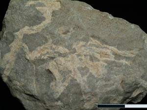 アオサンゴ化石