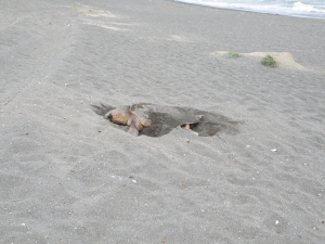 産卵巣に砂をかける親ガメ