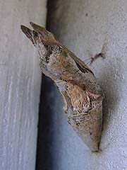 クロアゲハの蛹