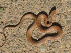 若いシマヘビ
