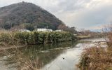 地質調査：花水川河床は緑鮮やか？