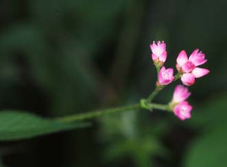 ママコノシリヌグイの花