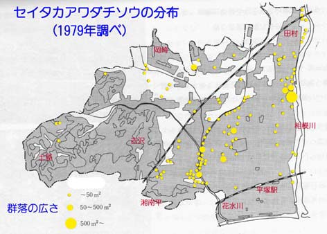 平塚市内のセイタカアワダチソウの分布図