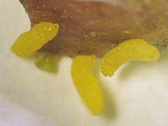 テイカカズラミタマバエの幼虫