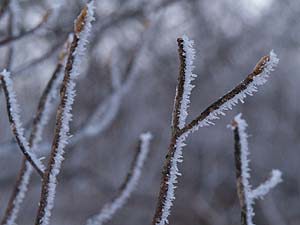 リョウブの枝につた霧氷