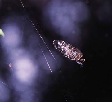 ジョロウグモの網にかかったツクツクボウシ