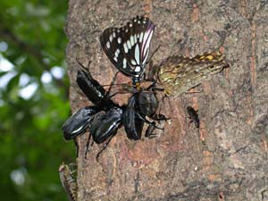 樹液に集まるチョウと甲虫