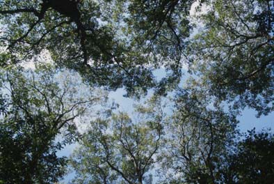 落葉樹林の樹冠