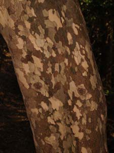 カゴノキの樹皮