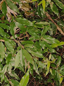 ウラジロガシの葉
