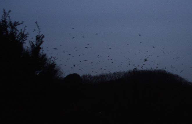 日没後、ねぐらの上を飛び交うカラスの群れ