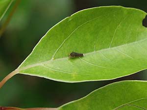 アオスジアゲハの若い幼虫