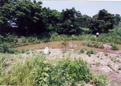 水辺の楽校の池