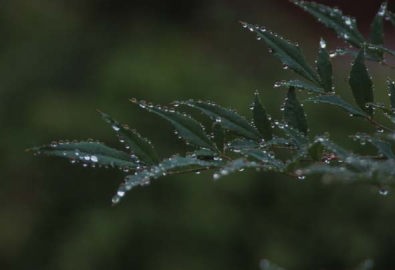 ナンテンの葉の縁に並んだ水滴