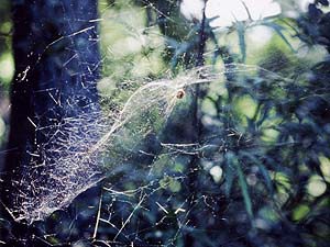 スズミグモの網