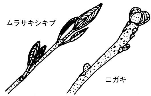 ムラサキシキブとニガキの冬芽の図