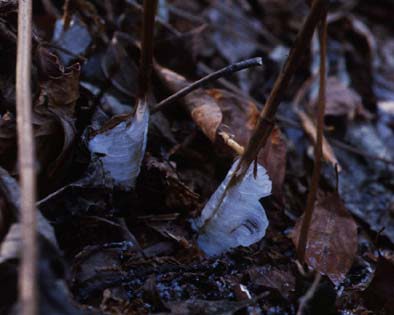 枯れたテンニンソウの茎から伸びた霜柱