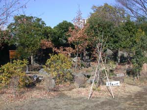 南足柄市立向田小学校のビオトープ