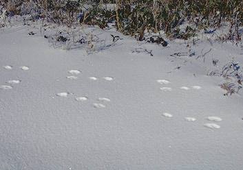 雪上のノうさぎの足跡