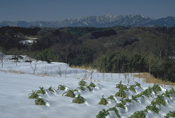 丹沢を遠くにのぞむ雪の土屋