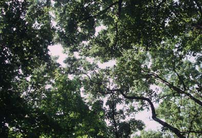 雑木林の天井