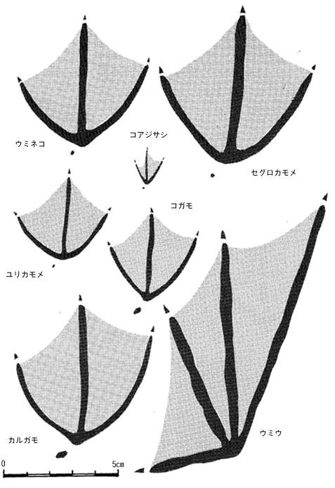 足跡図鑑（大きな水かきのある水鳥）