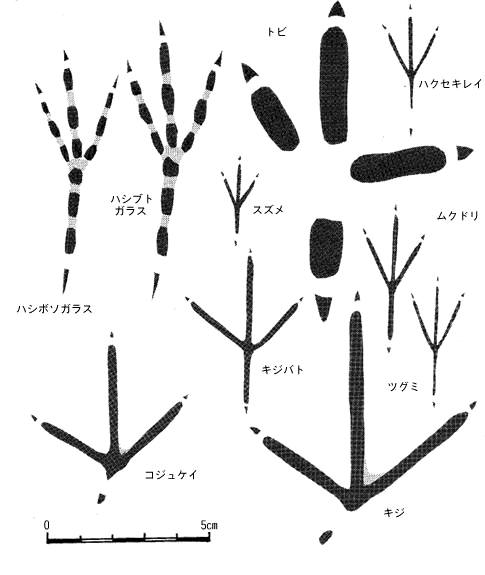 足跡図鑑３（陸の鳥）