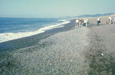 平塚海岸に見られる砂礫の堆積