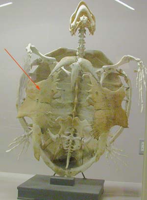 アカウミガメの骨格標本