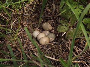 卵のあるキジの巣