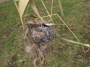 オオヨシキリの巣