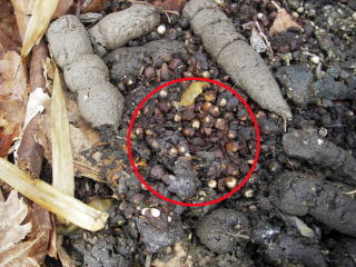 タヌキのため糞（拡大）。中央にエノキの種子が多数ある。