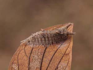ゴマダラチョウの幼虫がエノキの落ち葉上にいる
