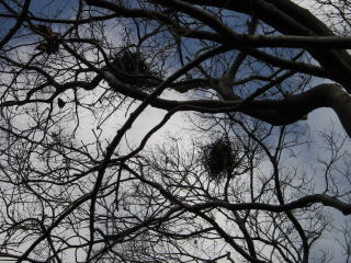 樹上のカラスの巣