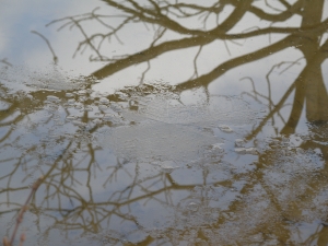 トンボ池に薄く氷が張りました