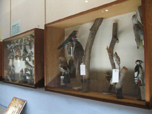 寄贈品コーナー「鳥の世界−石井コレクションを中心に−」