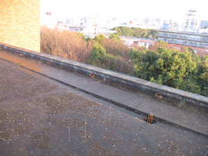 平塚に雹が降る。