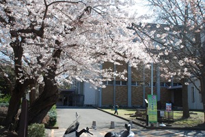 博物館前の桜が見頃を迎えた