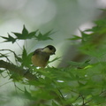 ヤマガラ幼鳥2020.07.19平塚（撮影　岡根武彦）
