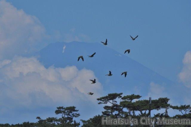 富士山とアオバト2021.07.19大磯（撮影　鈴木真由美）