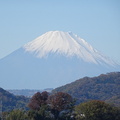 新雪の富士山2021.11.25平塚（撮影　松本富美江）