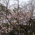 玉縄桜2022.03.10平塚（撮影　松本富美江）