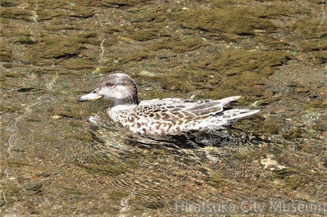 コガモ♀2023.04.27平塚（撮影　鈴木真由美）